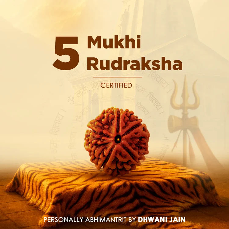 5 Mukhi Rudraksha - Siddh