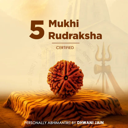 5 Mukhi Rudraksha - Siddh