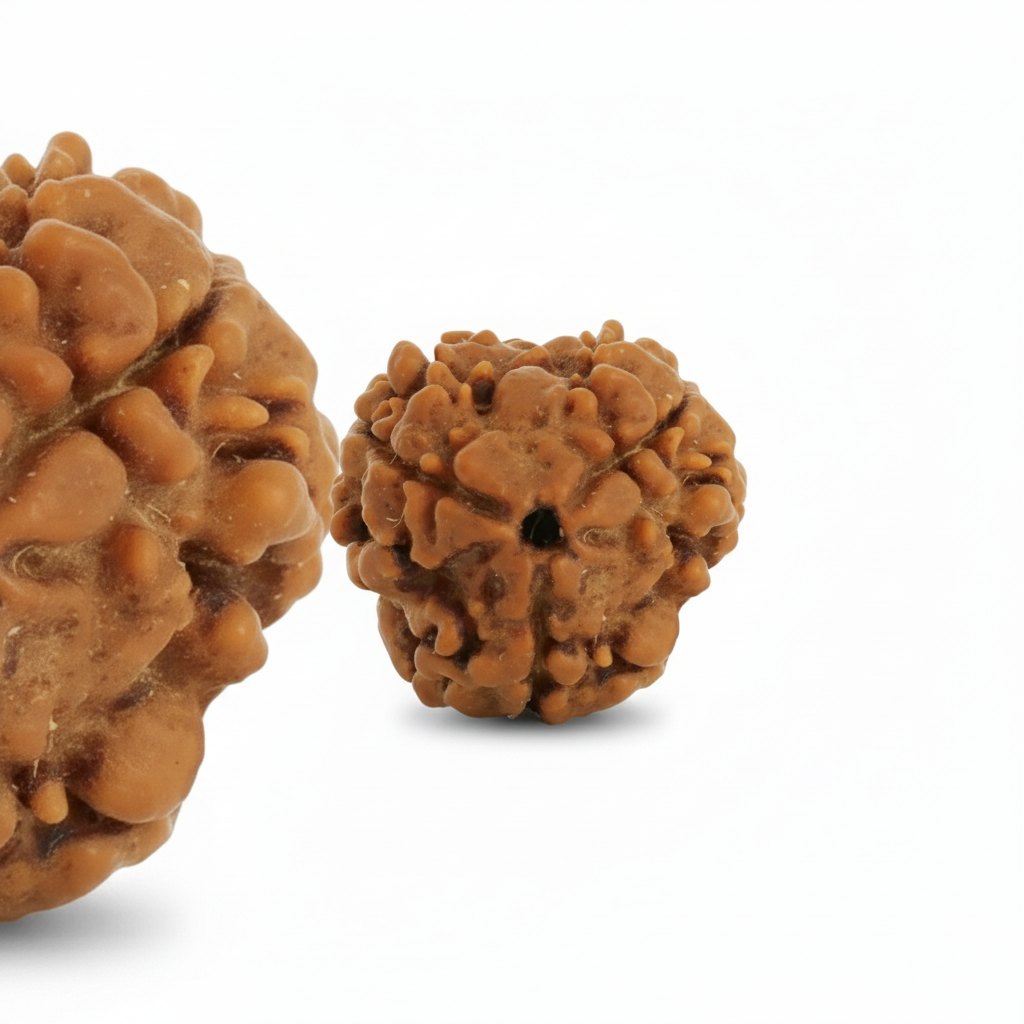 3 Mukhi Rudraksha - Siddh