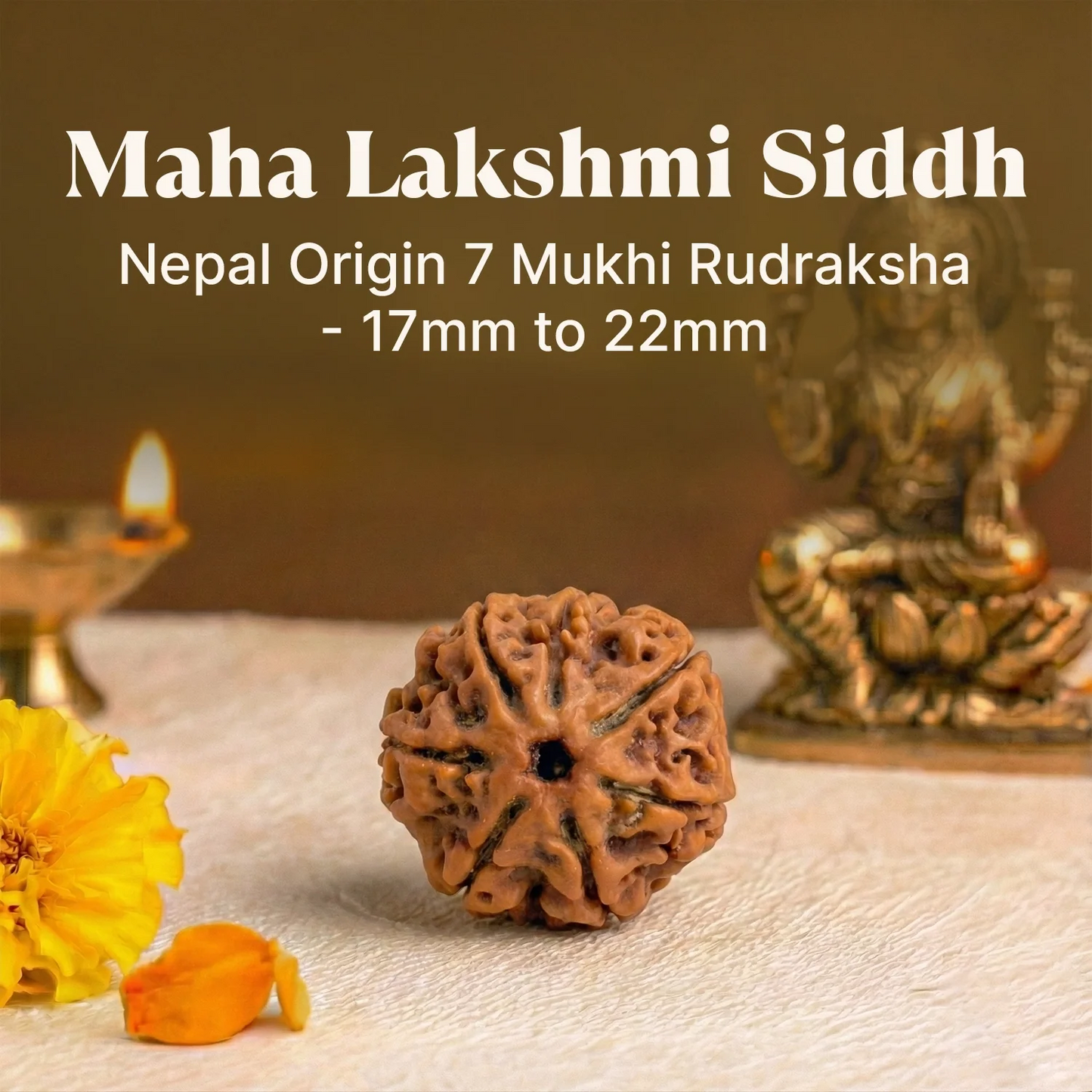7 Mukhi Rudraksha - Siddh