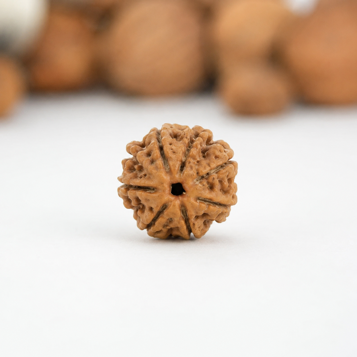 7 Mukhi Rudraksha - Siddh