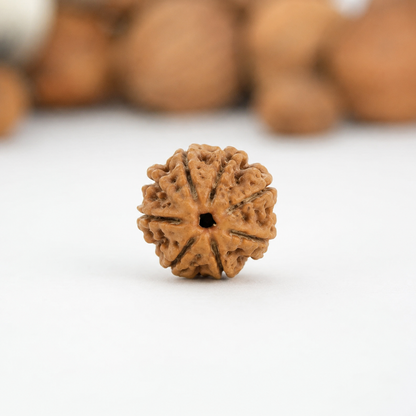 7 Mukhi Rudraksha - Siddh