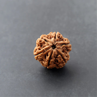 6 Mukhi Rudraksha - Siddh