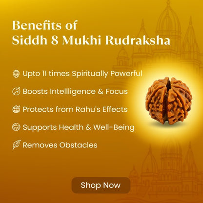 8 Mukhi Rudraksha - Siddh