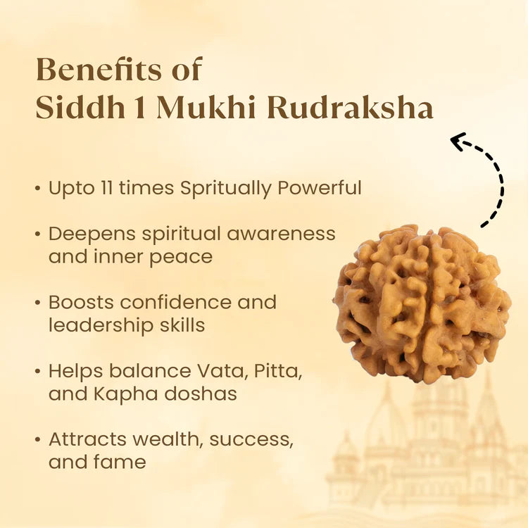 1 Mukhi Rudraksha - Siddh