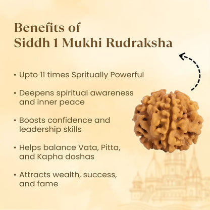1 Mukhi Rudraksha - Siddh