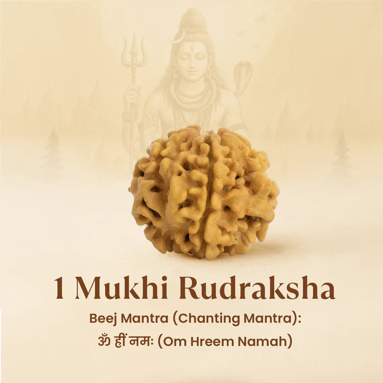 1 Mukhi Rudraksha - Siddh