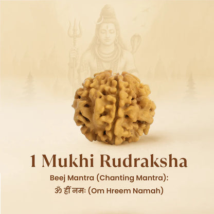 1 Mukhi Rudraksha - Siddh