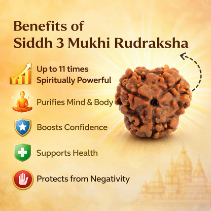 3 Mukhi Rudraksha - Siddh
