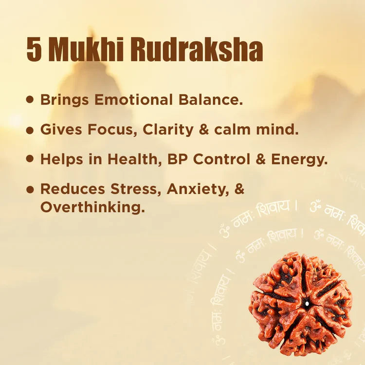 5 Mukhi Rudraksha - Siddh