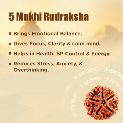 5 Mukhi Rudraksha - Siddh