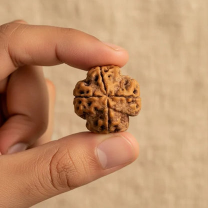 4 Mukhi Rudraksha - Siddh