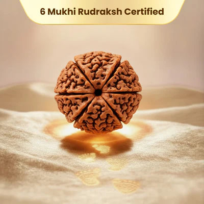 6 Mukhi Rudraksha - Siddh