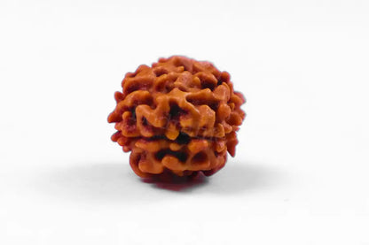 2 Mukhi Rudraksha - Siddh