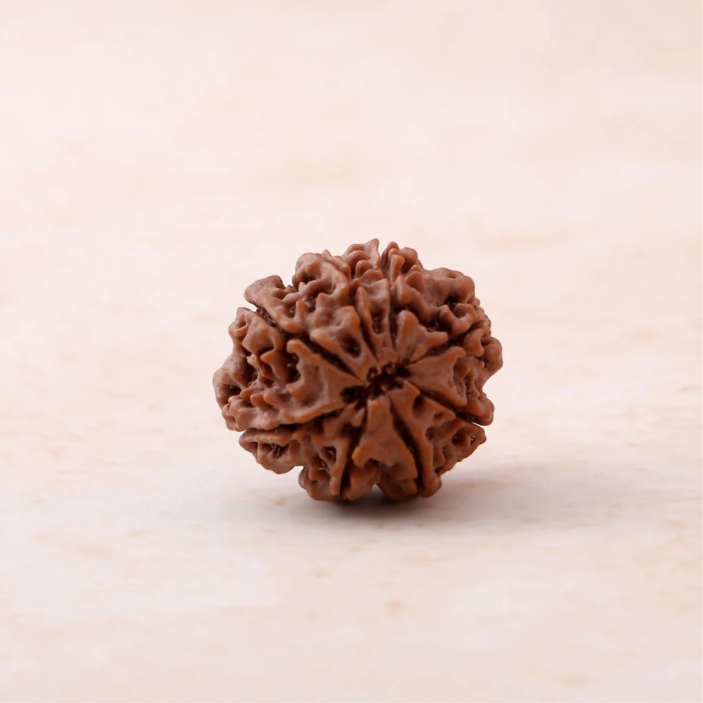 8 Mukhi Rudraksha - Siddh