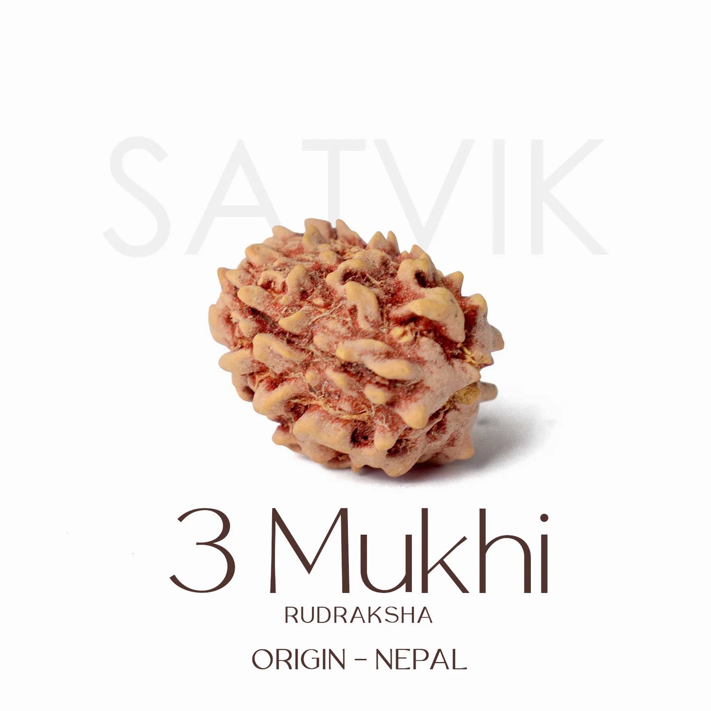 3 Mukhi Rudraksha - Siddh