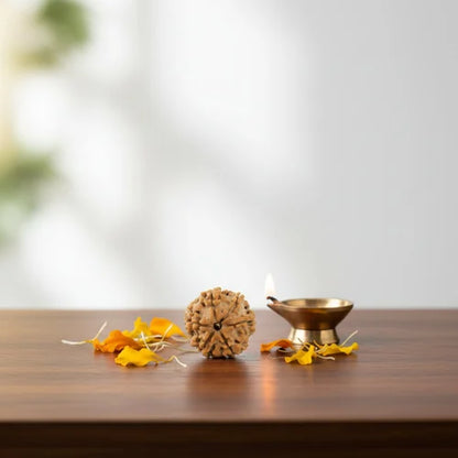 6 Mukhi Rudraksha - Siddh