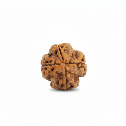 4 Mukhi Rudraksha - Siddh