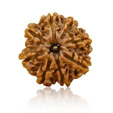 8 Mukhi Rudraksha - Siddh