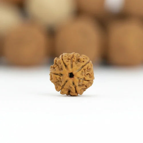 7 Mukhi Rudraksha - Siddh
