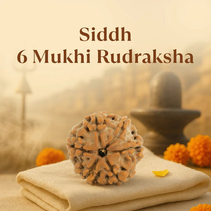 6 Mukhi Rudraksha - Siddh