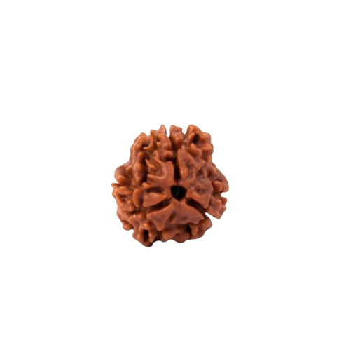 3 Mukhi Rudraksha - Siddh