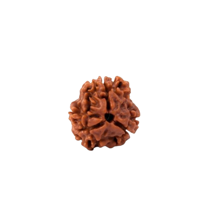 3 Mukhi Rudraksha - Siddh
