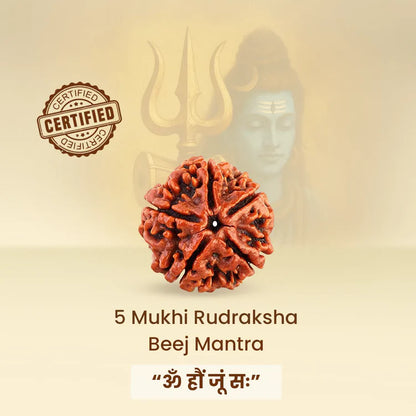 5 Mukhi Rudraksha - Siddh