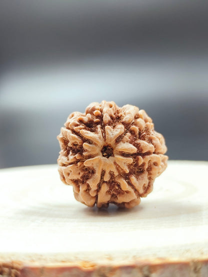 7 Mukhi Rudraksha - Siddh