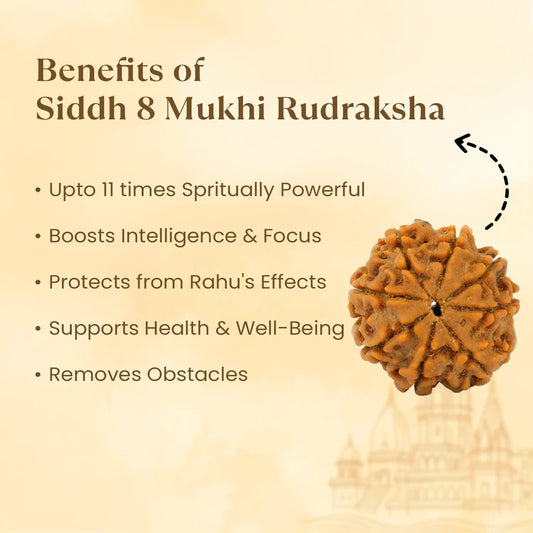 8 Mukhi Rudraksha - Siddh