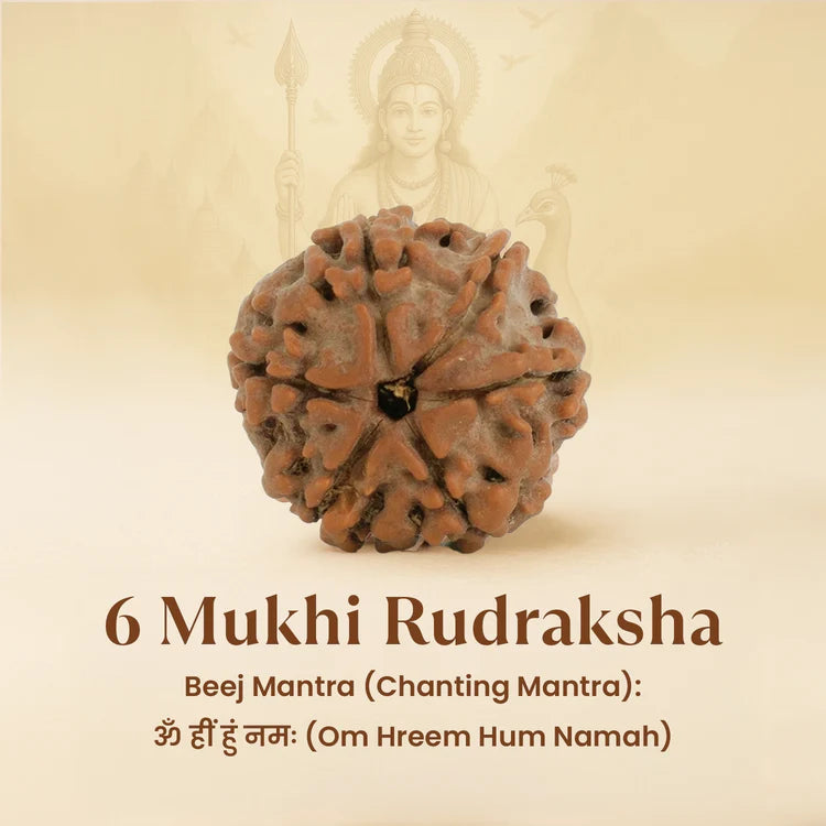 6 Mukhi Rudraksha - Siddh