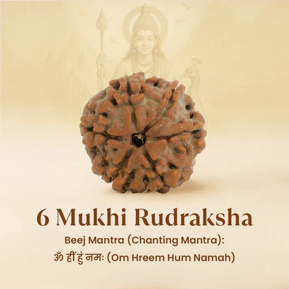 6 Mukhi Rudraksha - Siddh