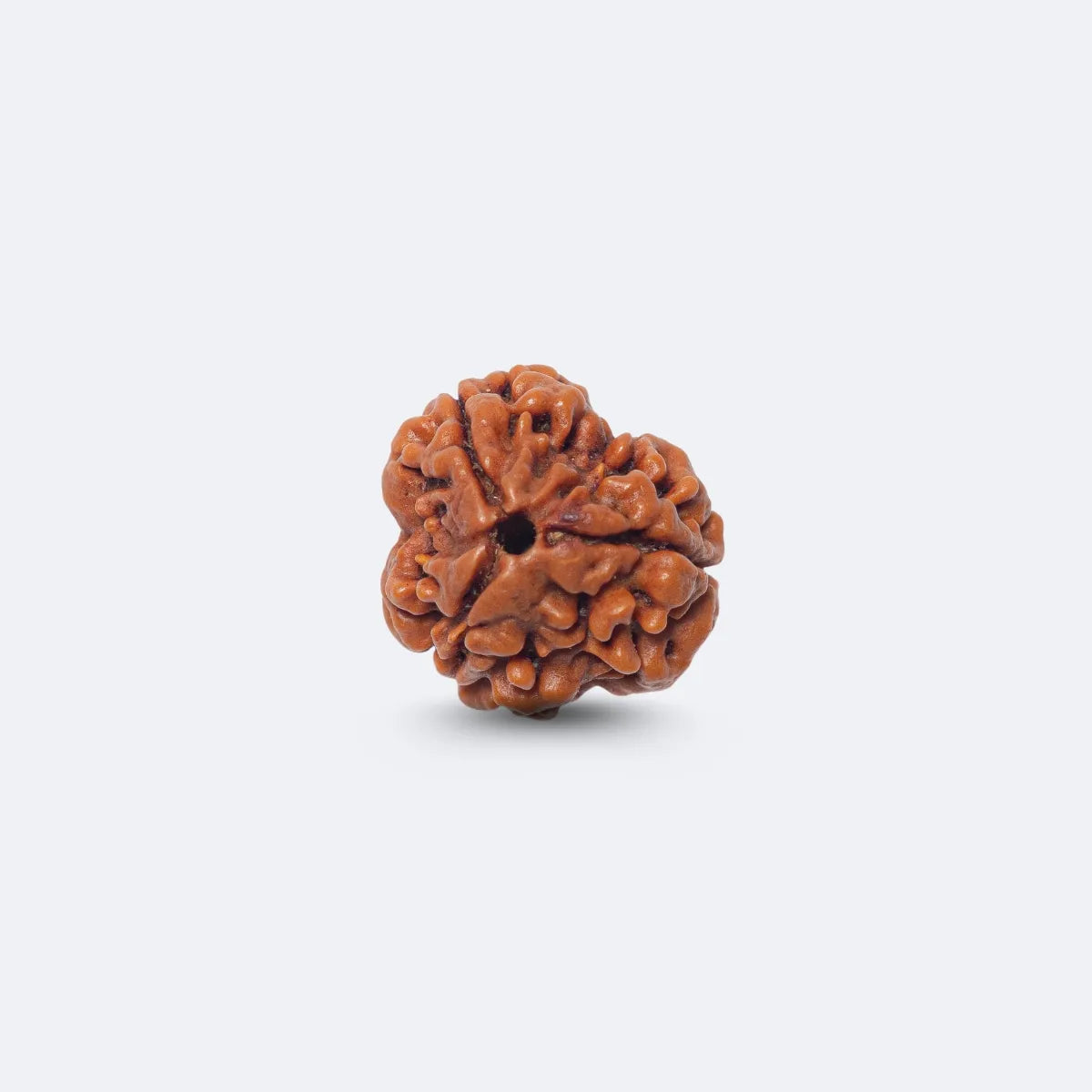 3 Mukhi Rudraksha - Siddh