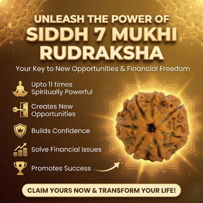 7 Mukhi Rudraksha - Siddh
