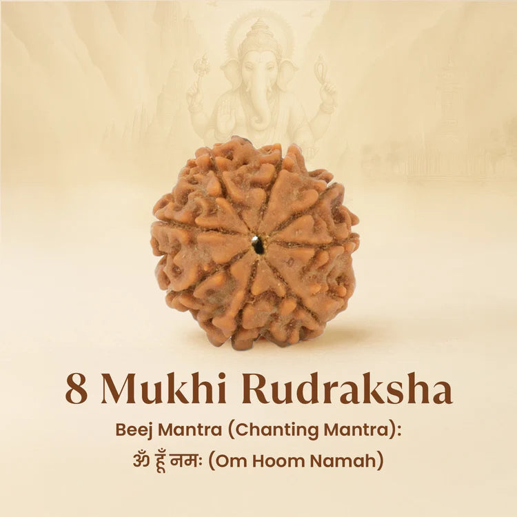 8 Mukhi Rudraksha - Siddh