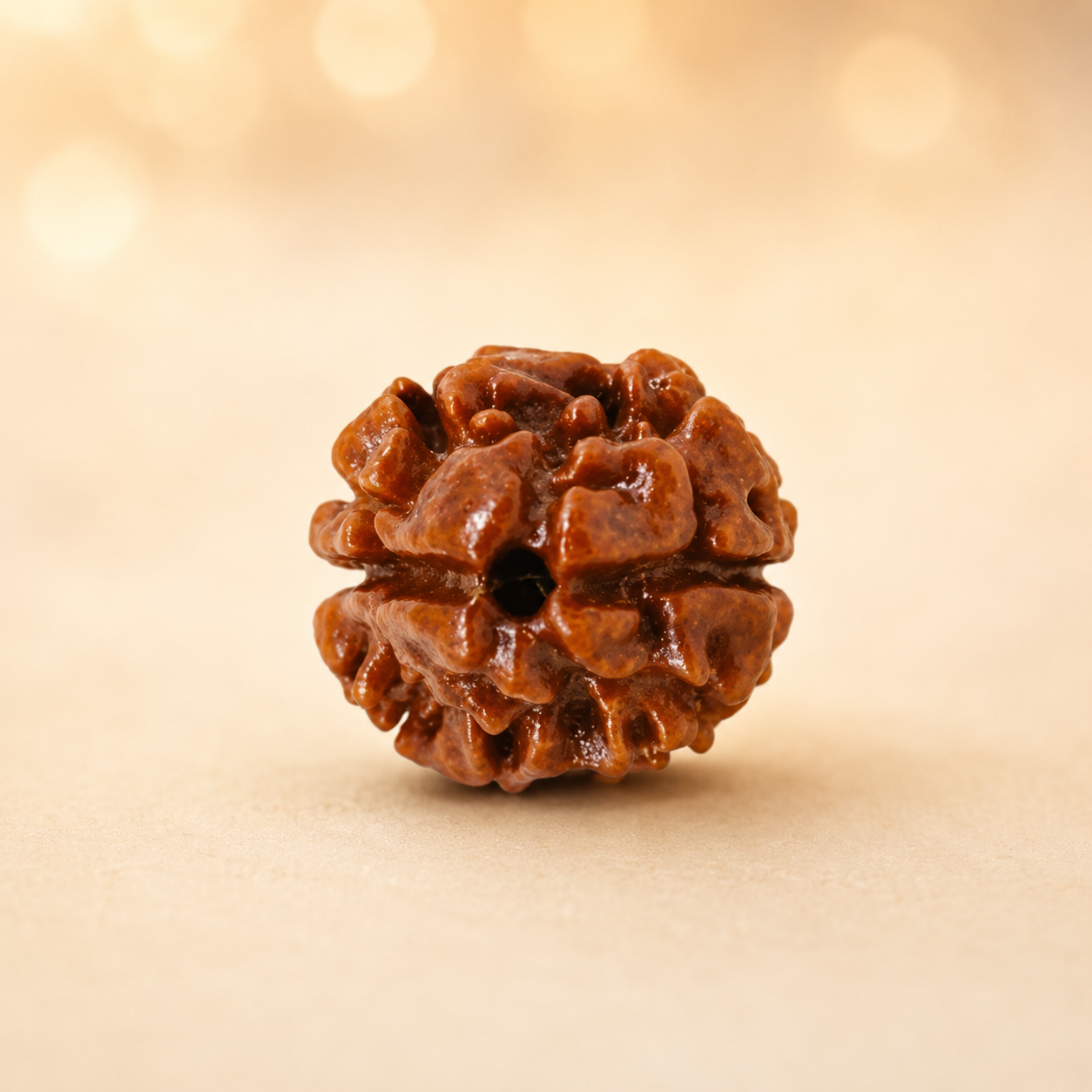 2 Mukhi Rudraksha - Siddh
